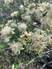 Backhousia myrtifolia