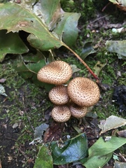 Pholiota