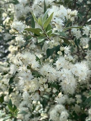 Backhousia myrtifolia