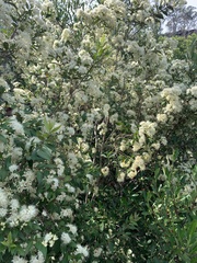 Backhousia myrtifolia