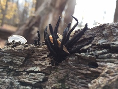 Xylaria longiana