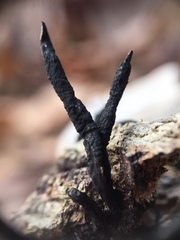 Xylaria longiana