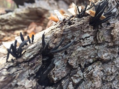 Xylaria longiana