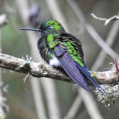 Sapphire-Vented Puffleg photo 5
