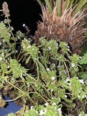 Satureja hortensis