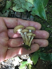 Pholiota