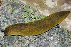 Athoracophorus papillatus