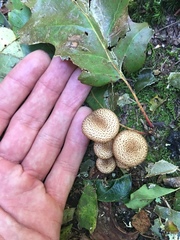 Pholiota