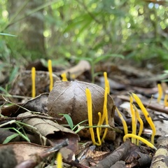 Clavulinopsis amoena