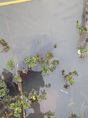 Azolla caroliniana