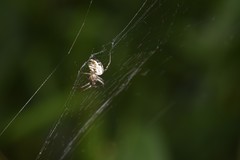 Mangora acalypha