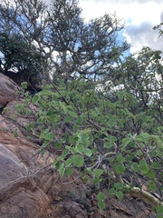 Ficus tettensis