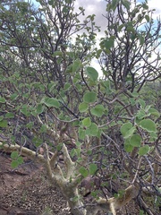 Ficus tettensis
