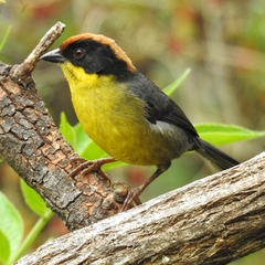 Yellow-Breasted Brushfinch photo 3