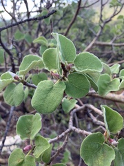 Ficus tettensis