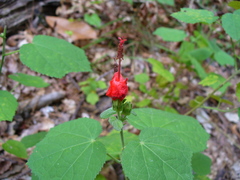 Malvaviscus arboreus