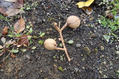 Aesculus turbinata