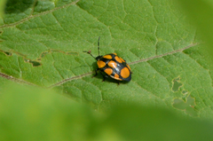 Stiretrus decastigmus