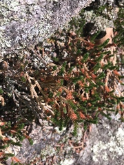 Selaginellaceae