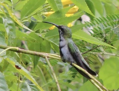 Anthracothorax aurulentus