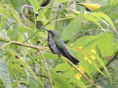 Anthracothorax aurulentus