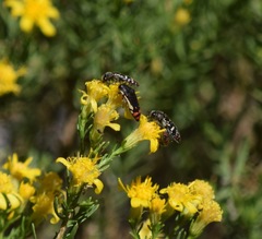Acmaeodera chiricahuae