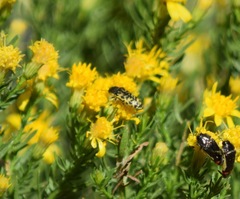Acmaeodera decipiens