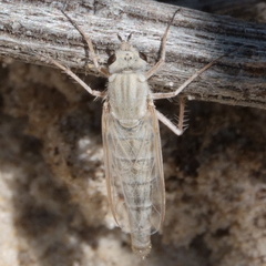 Apiocera maritima