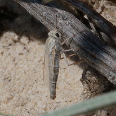 Apiocera maritima