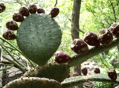 Opuntia decumbens