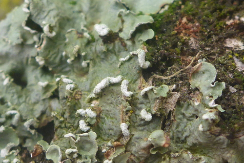 Powder-edged Speckled Greenshield