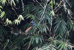 Halcyon cyanoventris