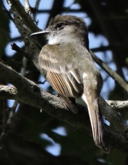 Myiarchus antillarum