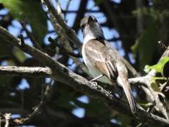 Myiarchus antillarum