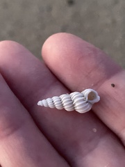 Epitonium indianorum