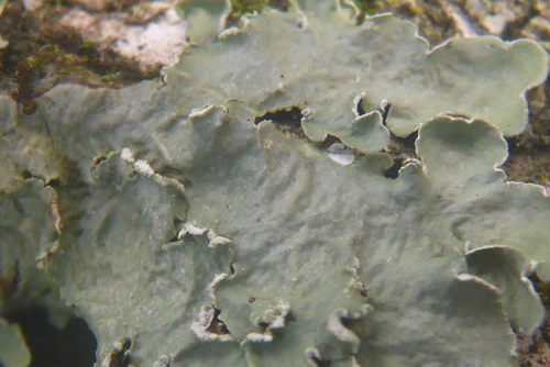 Powder-edged Speckled Greenshield