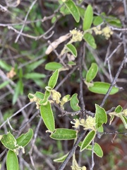 Croton menyharthii