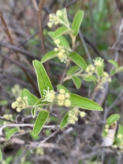 Croton menyharthii