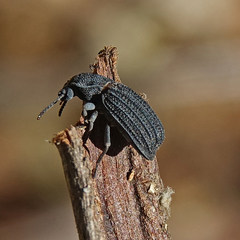 Nyctoporis carinata