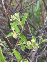 Croton menyharthii