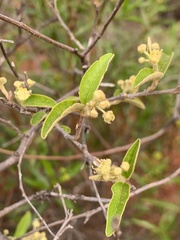 Croton menyharthii