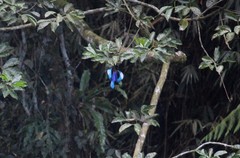 Halcyon cyanoventris