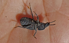 Nyctoporis carinata