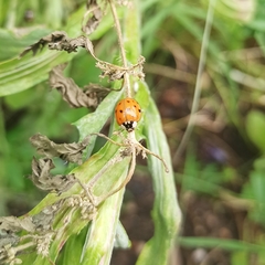 Harmonia axyridis