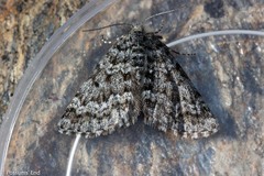 Aponotoreas orphnaea