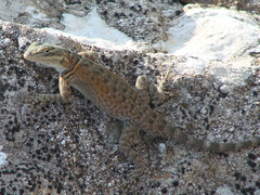 Sceloporus ornatus
