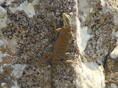 Sceloporus ornatus