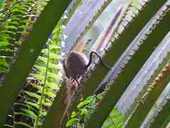 Marmosa murina