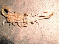 Centruroides balsasensis