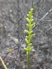 Microtis unifolia